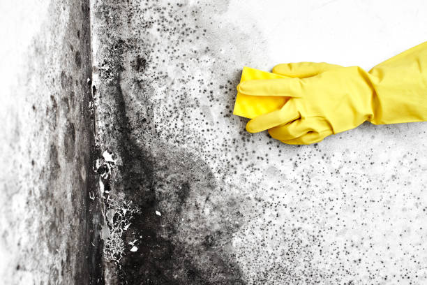 Best Toxic Mold Removal  in Woodside, CA