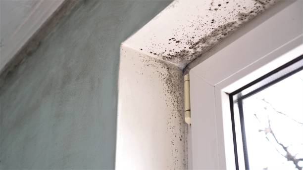 Best Commercial Mold Removal  in Woodside, CA
