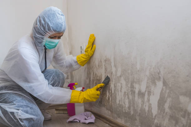 Best Attic Mold Removal  in Woodside, CA
