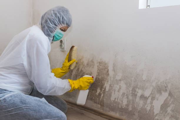 Best Mold Inspection  in Woodside, CA
