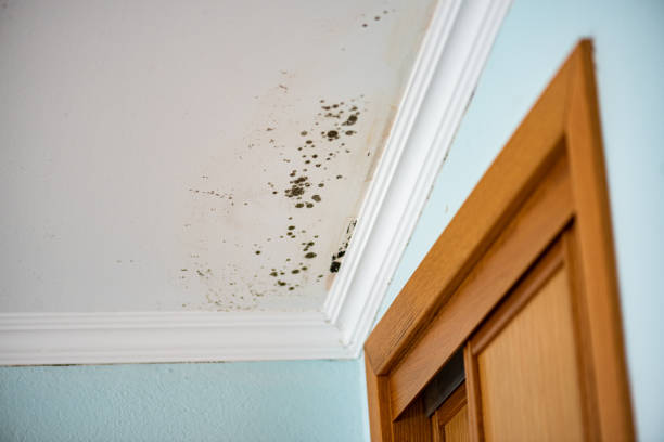 Mold Removal and Inspection in Woodside, CA