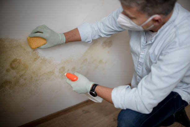 Best Residential Mold Removal  in Woodside, CA