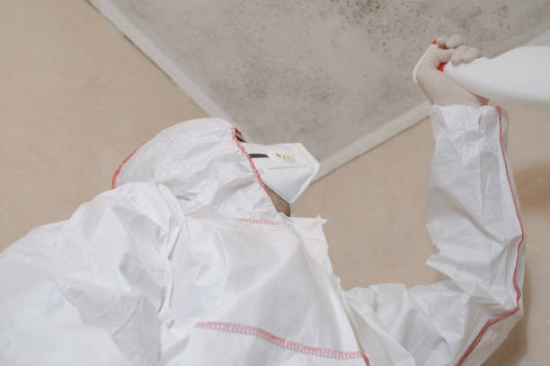 Best Mold Remediation  in Woodside, CA