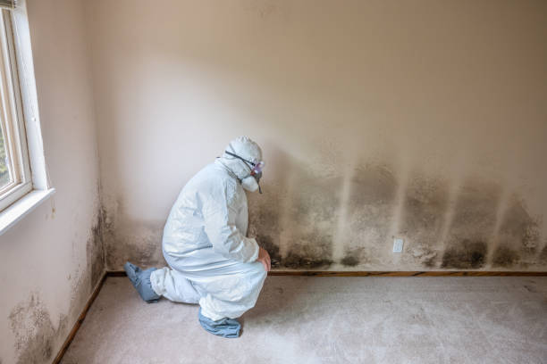 Office Mold Removal Services in Woodside, CA