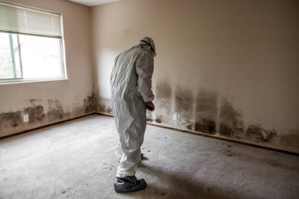 Best Emergency Mold Removal  in Woodside, CA