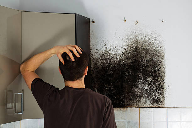 Best Affordable Mold Removal  in Woodside, CA