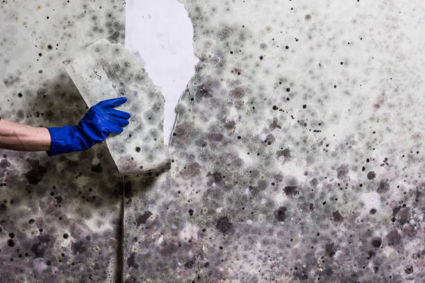 Mold Removal and Inspection in Woodside, CA