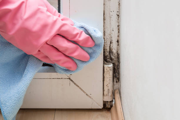 Best Mold Damage Repair  in Woodside, CA