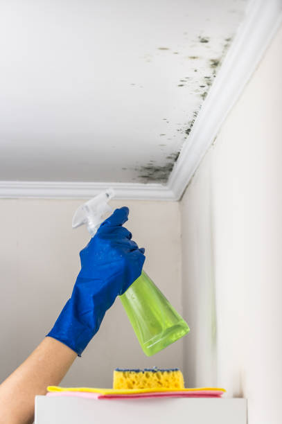 Best Best Mold Removal Companies  in Woodside, CA