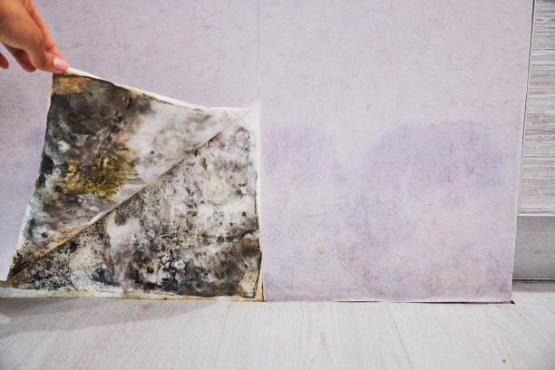 Best Professional Mold Removal  in Woodside, CA